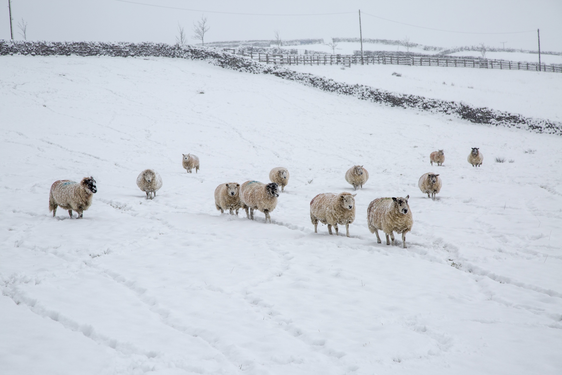 snow winter sheep free photo
