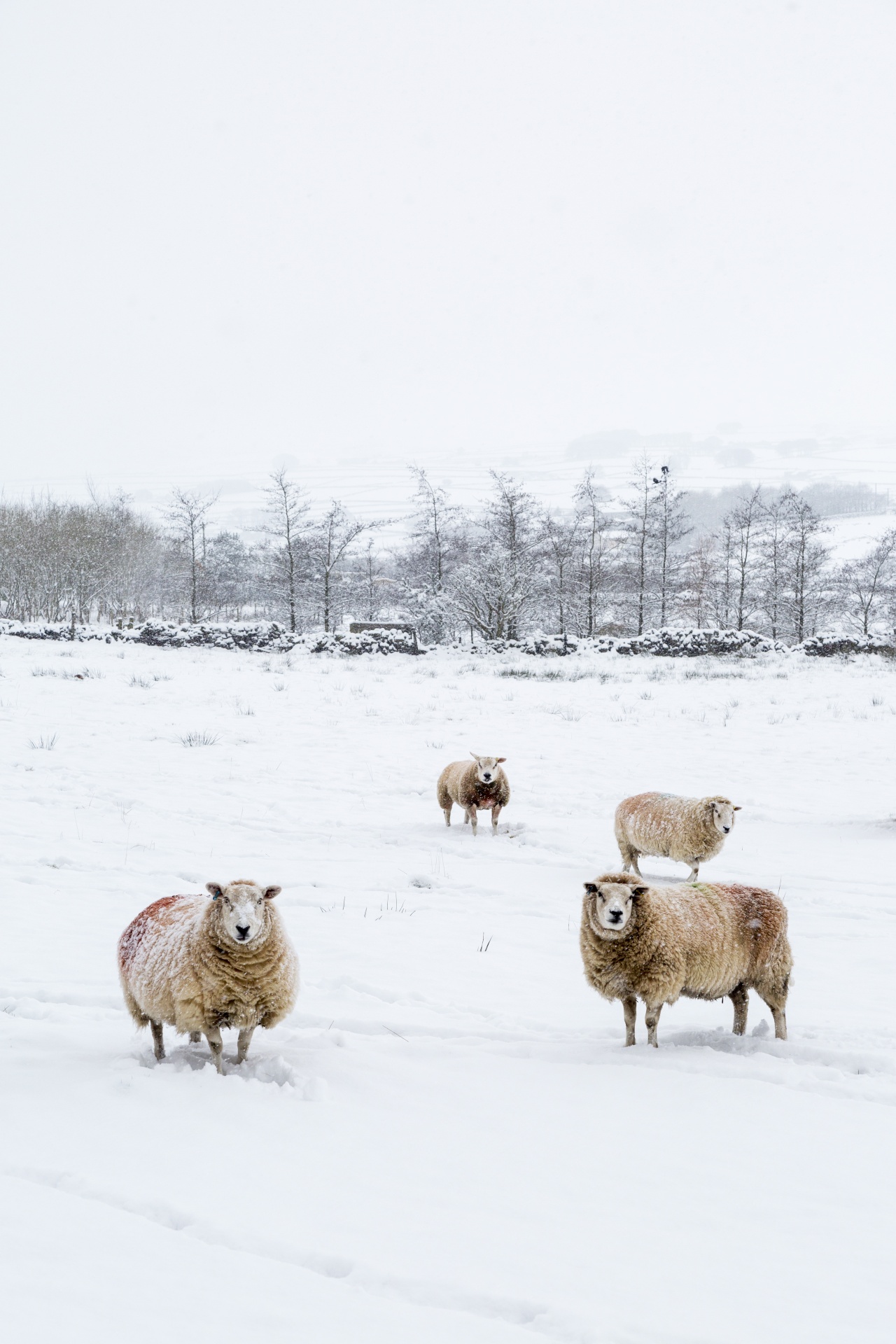 sheep snow winter free photo
