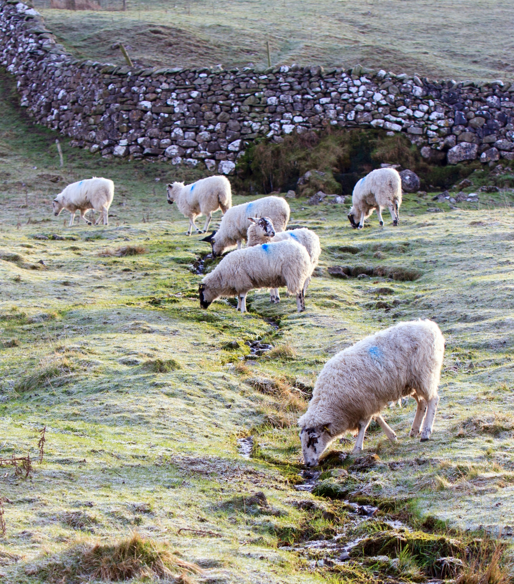 sheep animal animals free photo