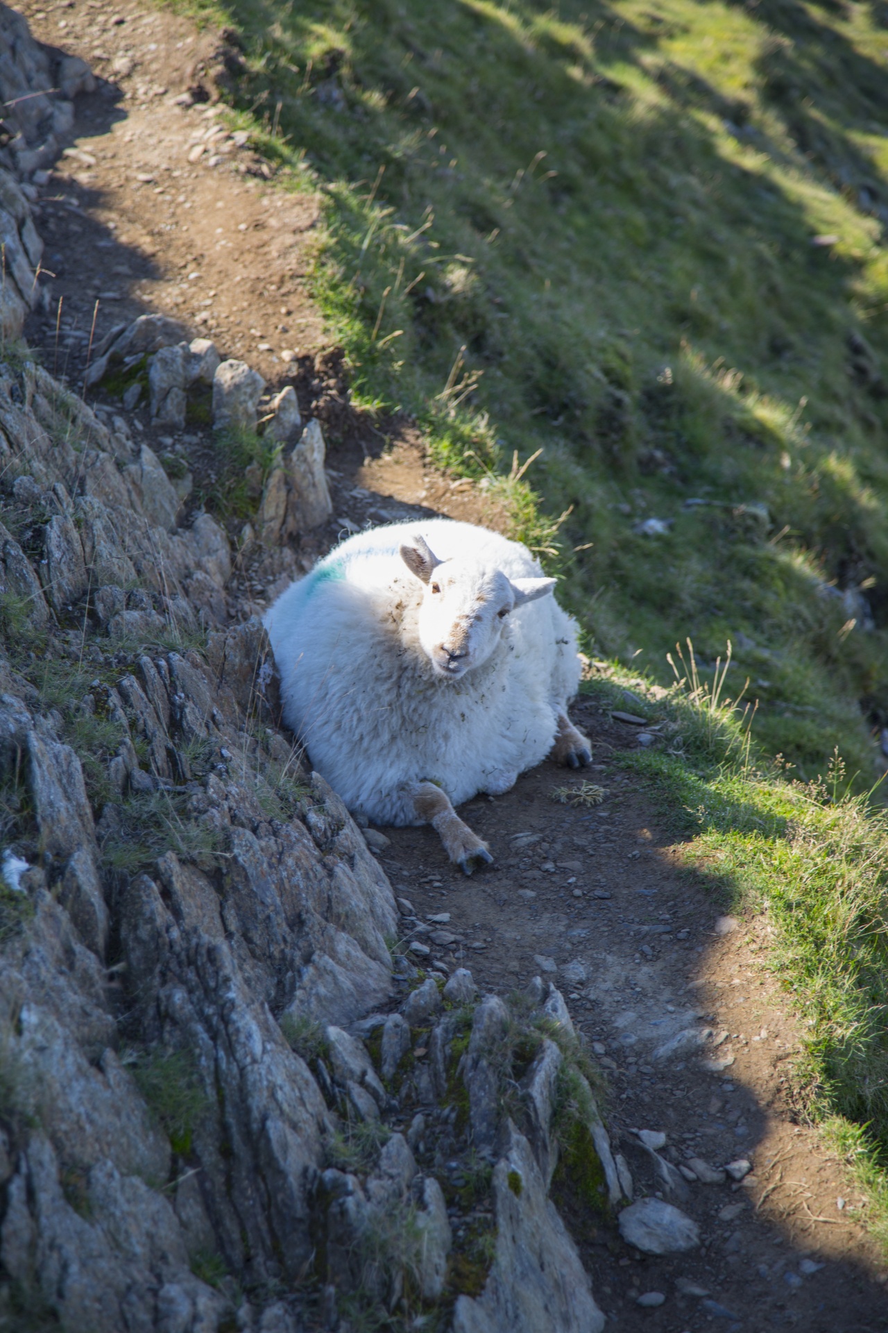 sheep farm farming free photo