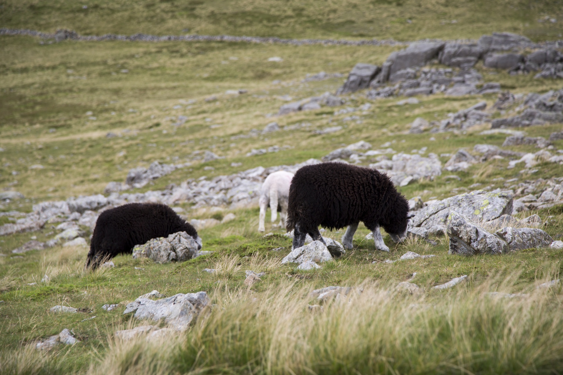 sheep farm farming free photo