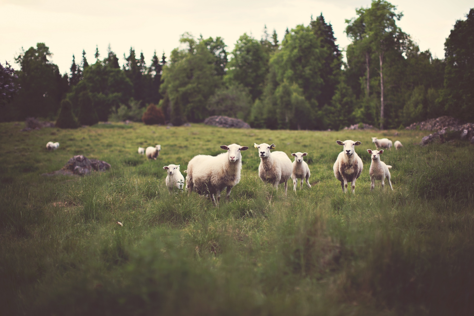 agriculture animal country free photo