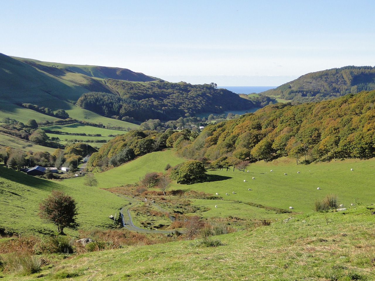 sheep pasture landscape hiking free photo