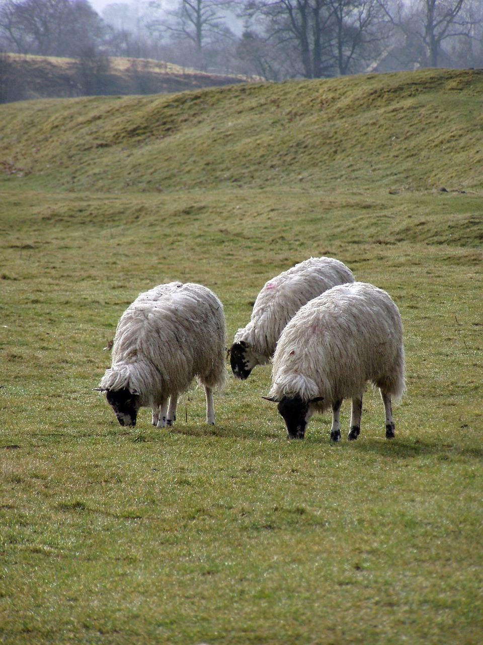 sheep pasture landscape england free photo