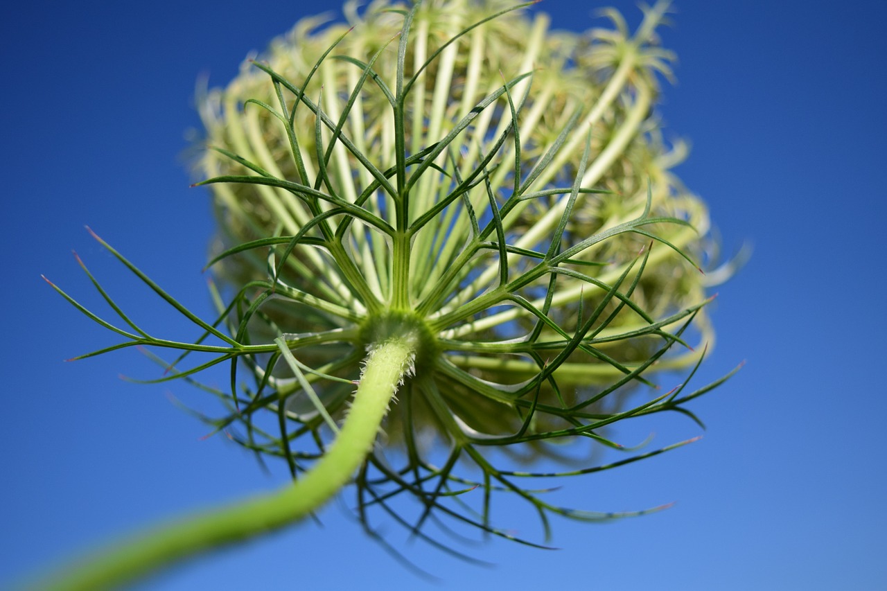 sheep sheaf weed close free photo