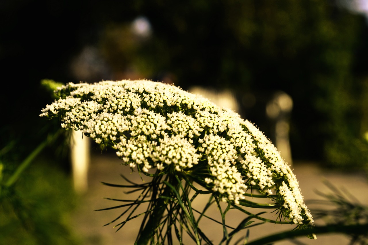 sheep sheaf blossom bloom free photo