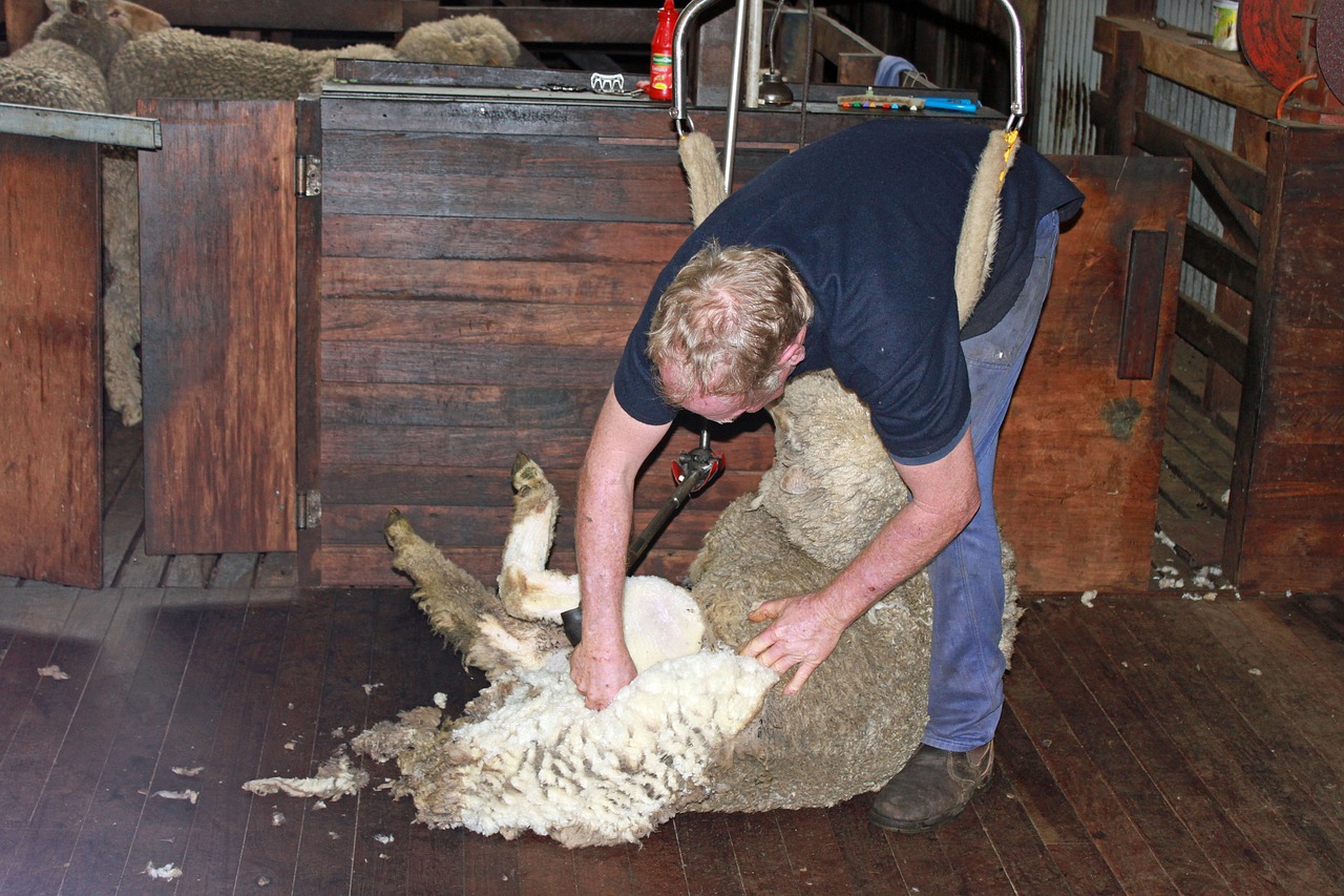 sheep shearing sheep wool free photo