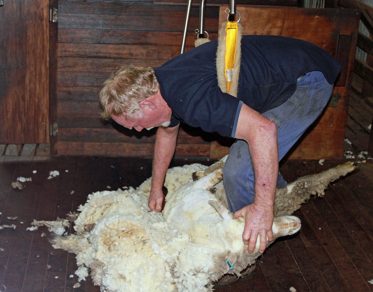 sheep shearing sheep wool free photo