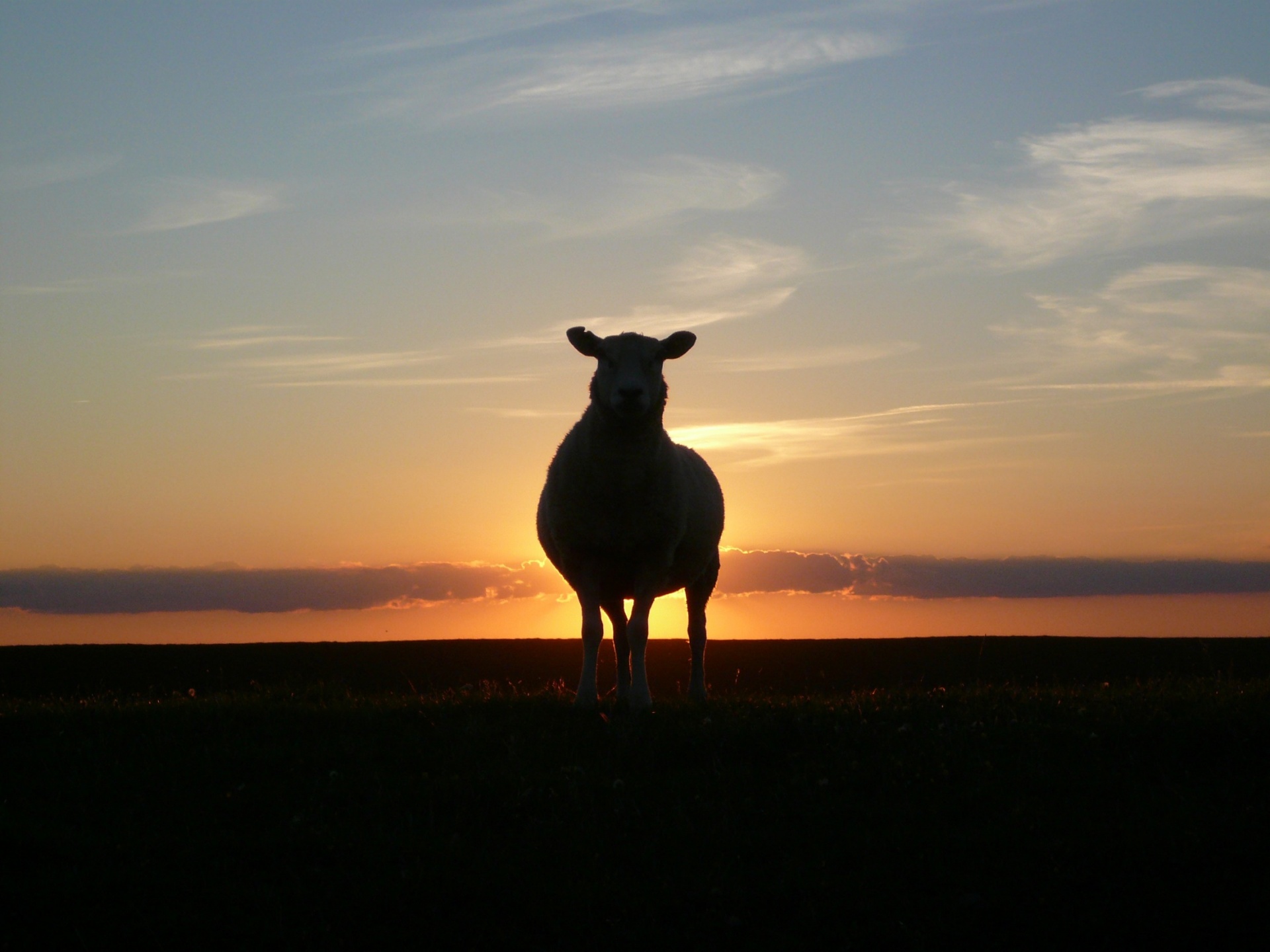 sheep-silhouette.jpg