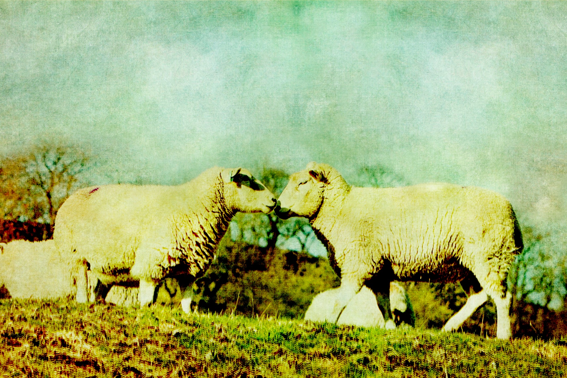 sheep vintage old free photo