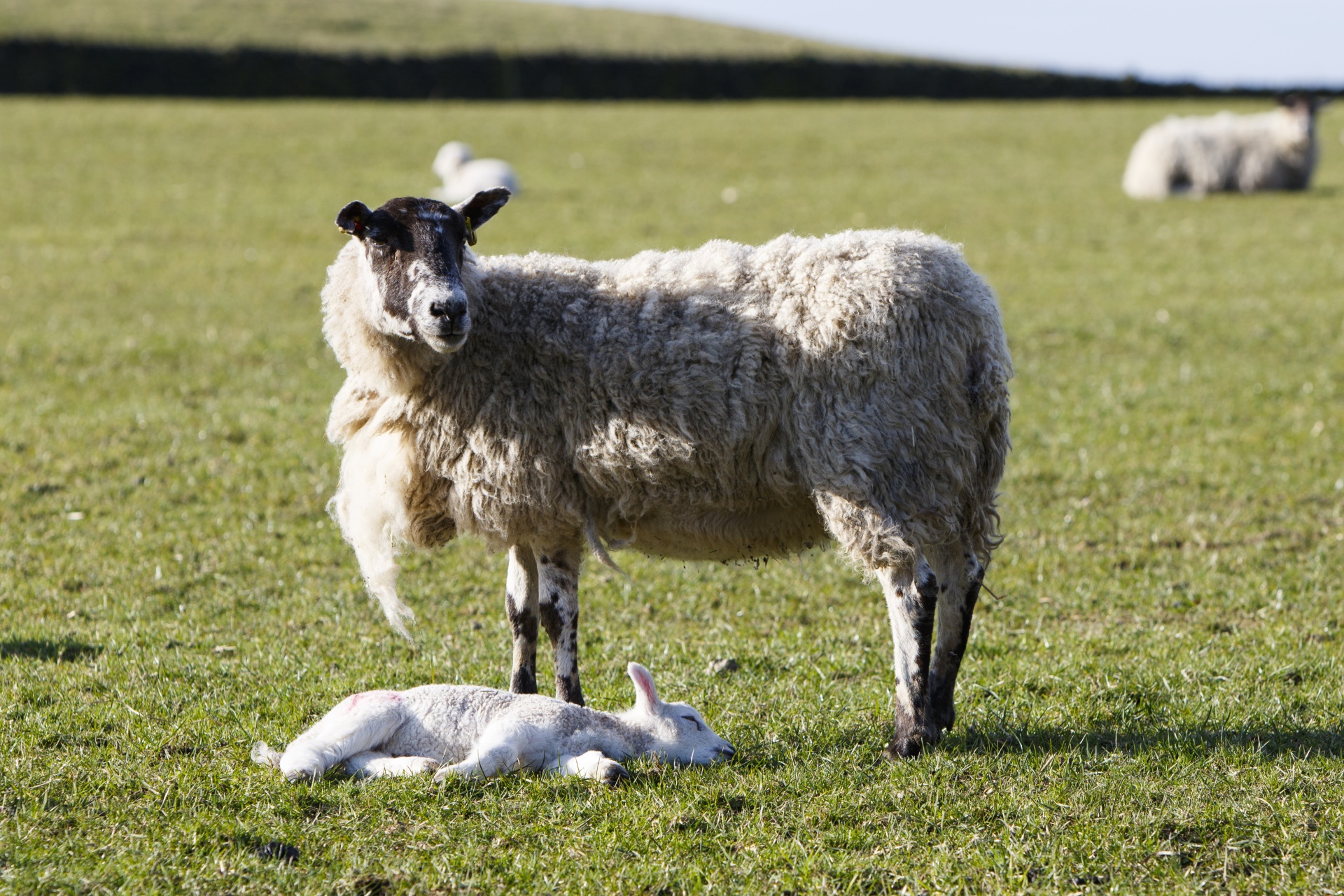 sheep lamb cute free photo