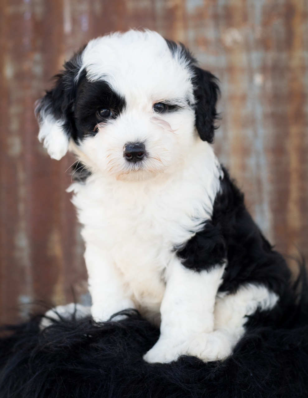 sheepadoodle  dog  puppy free photo