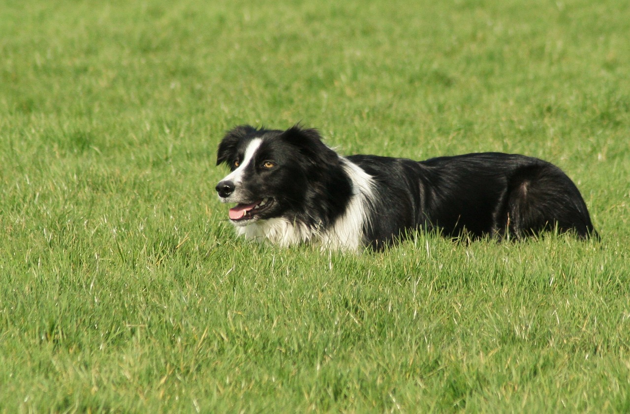 sheepdog pet play free photo