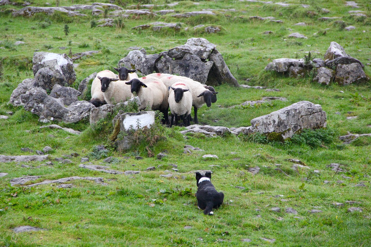 sheepdog lambs sheep free photo