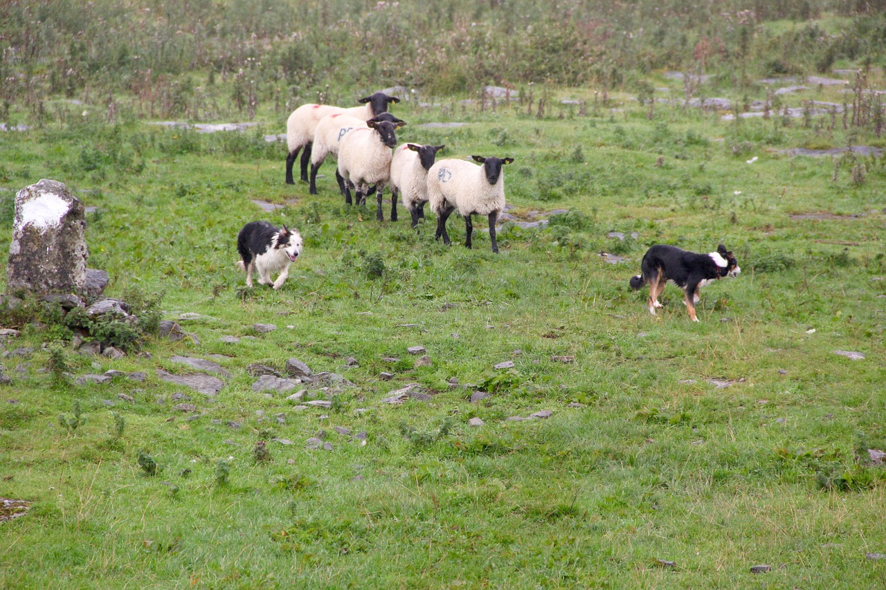 sheepdogs sheep sheep-dog free photo