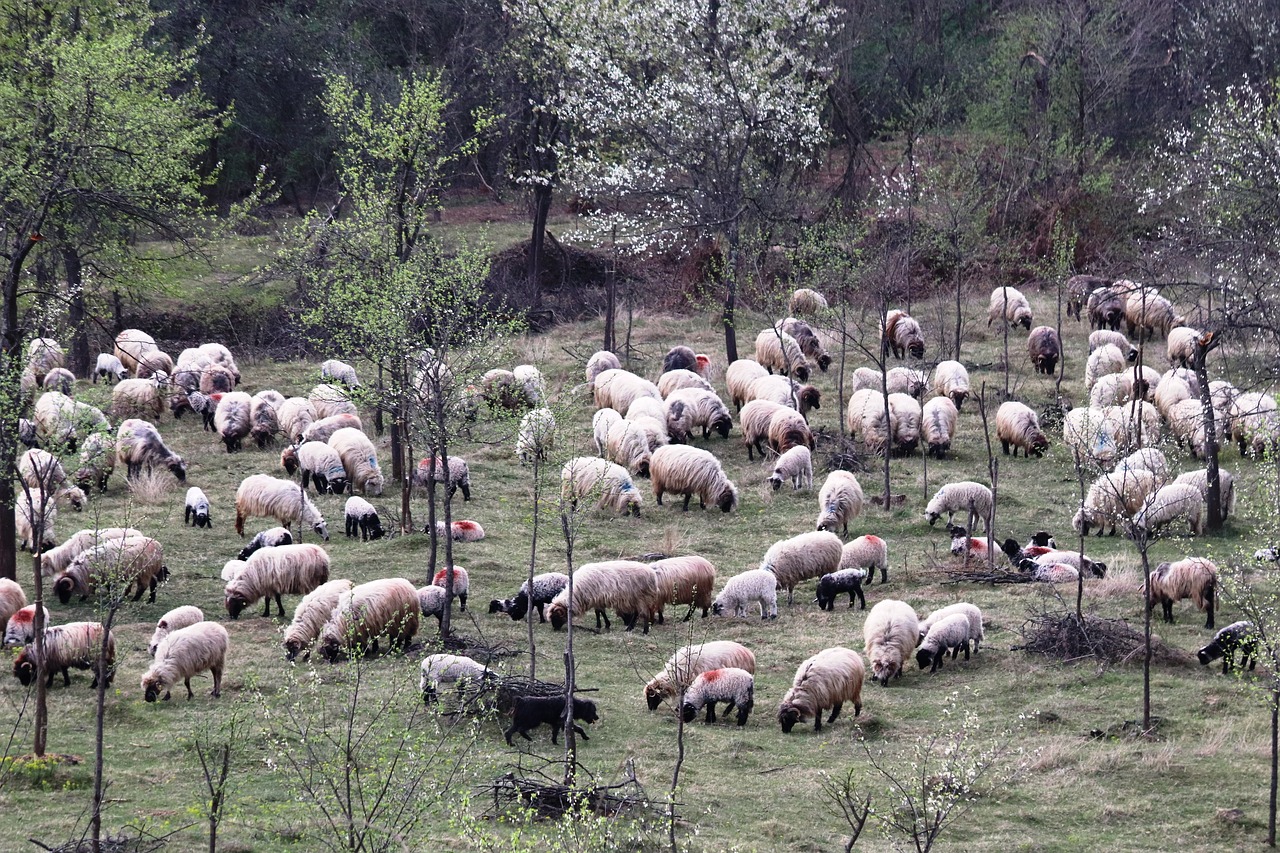 sheepfold  berger  occupation free photo