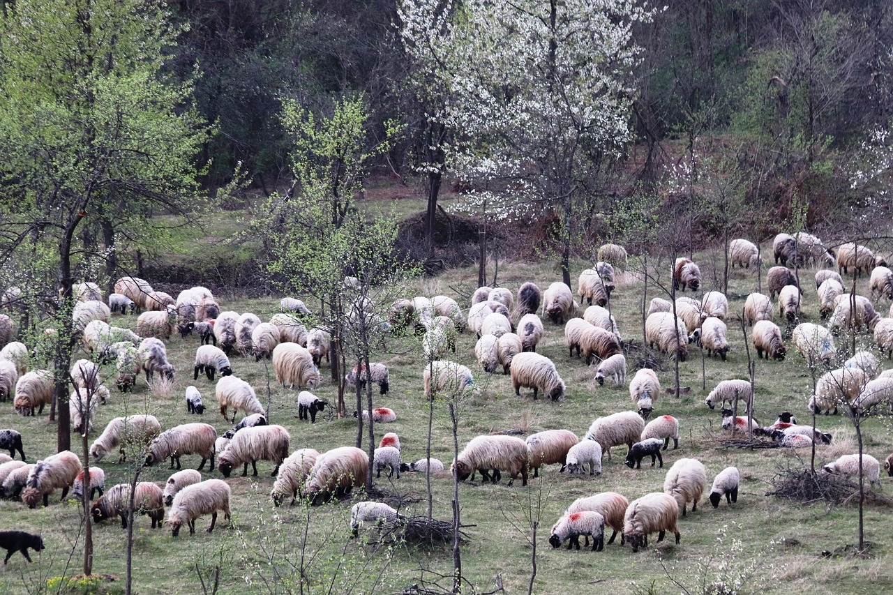 sheepfold  berger  occupation free photo