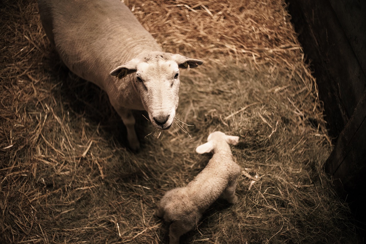 sheepfold sheep lamb free photo