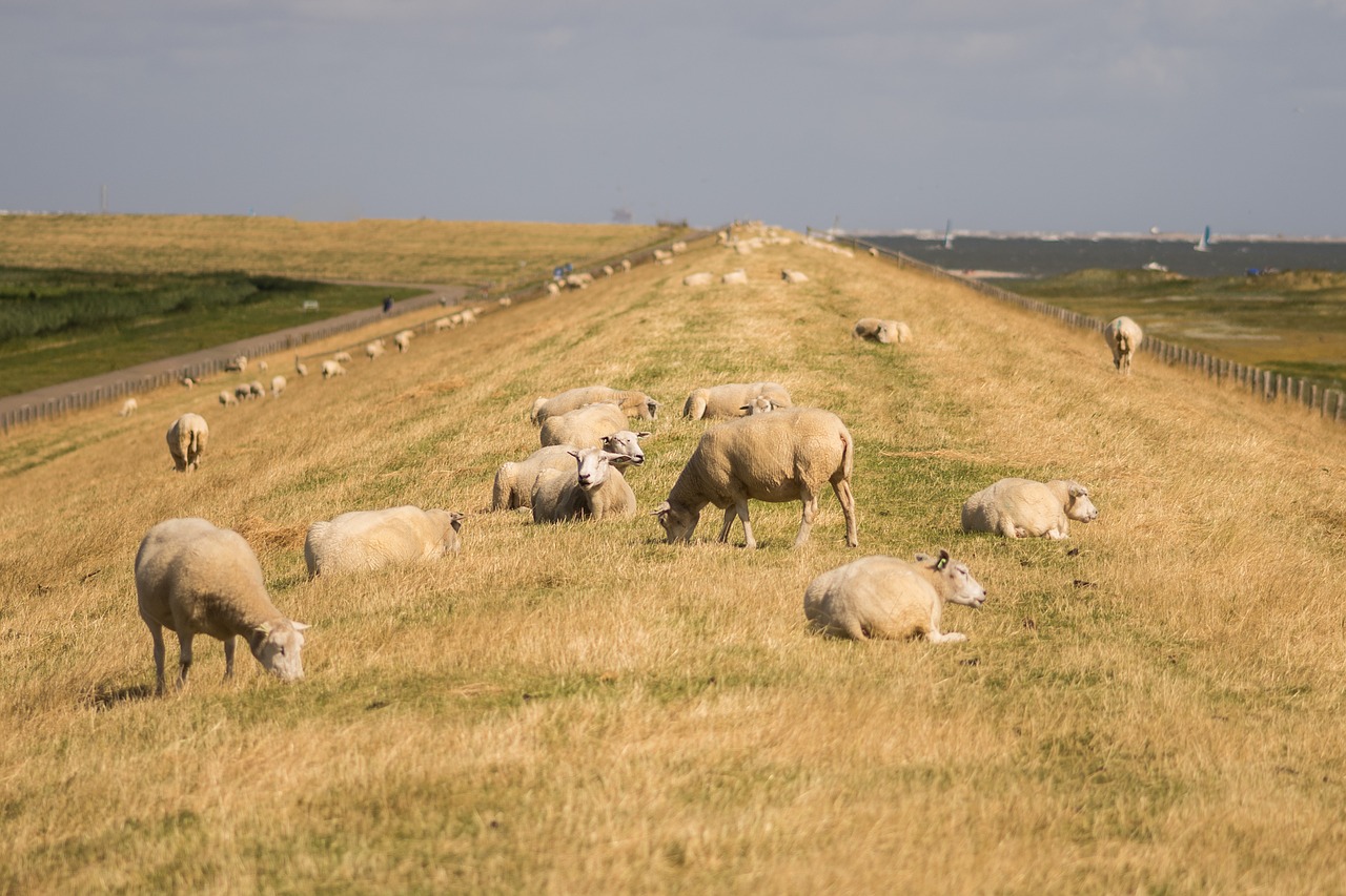 sheeps dike sky free photo