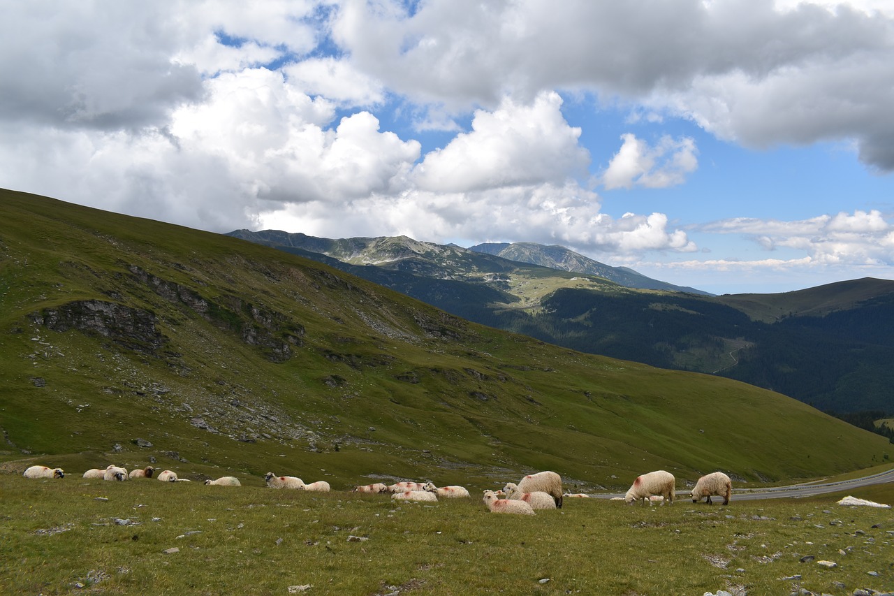 sheeps mountain pasture free photo