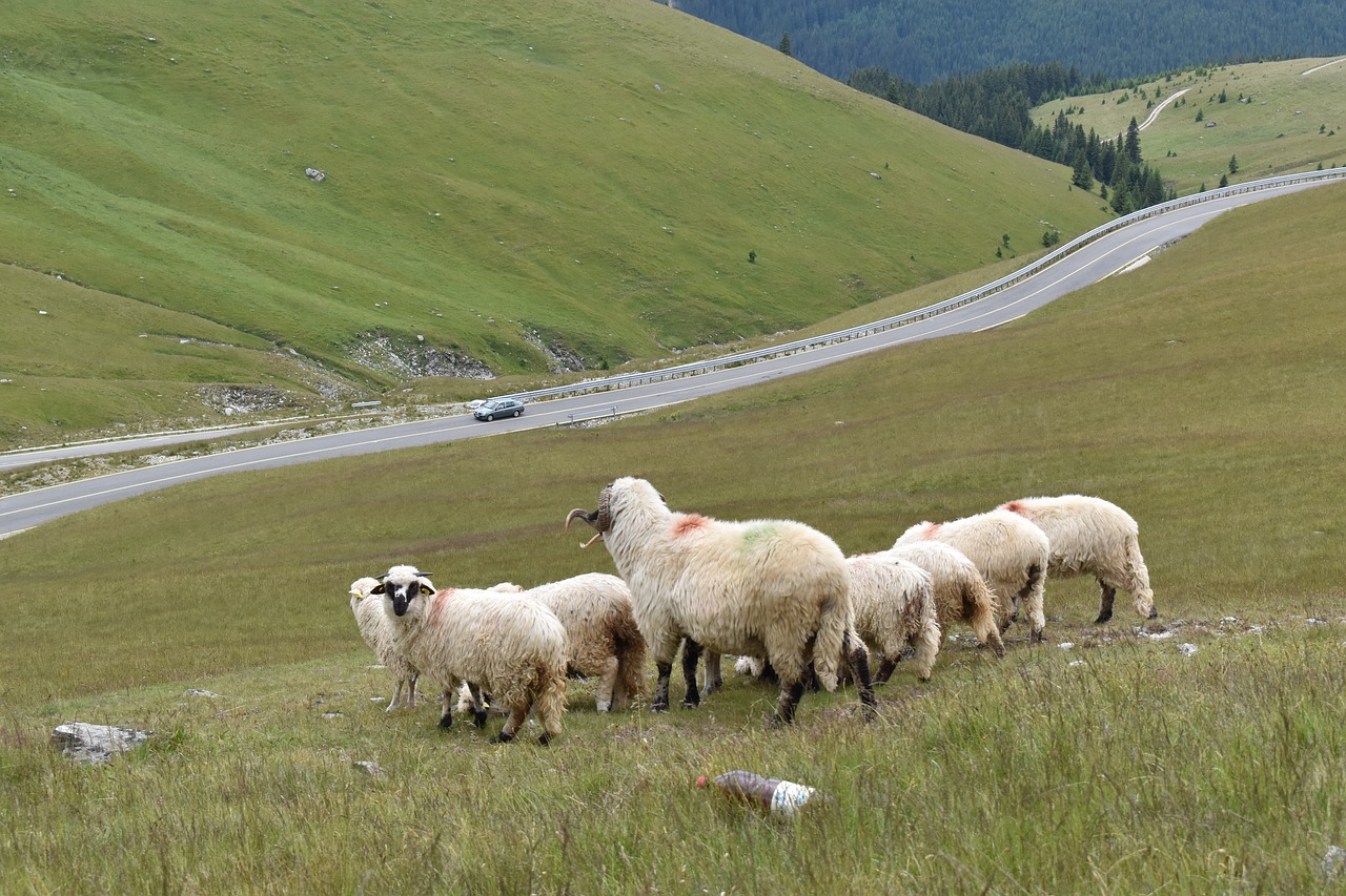 sheeps mountain livestock free photo