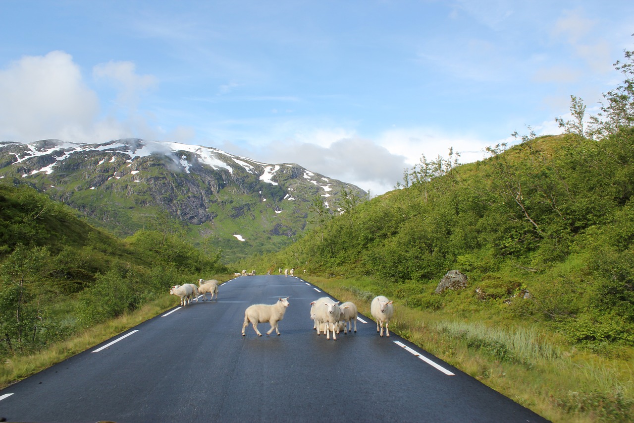 sheeps road mountains free photo