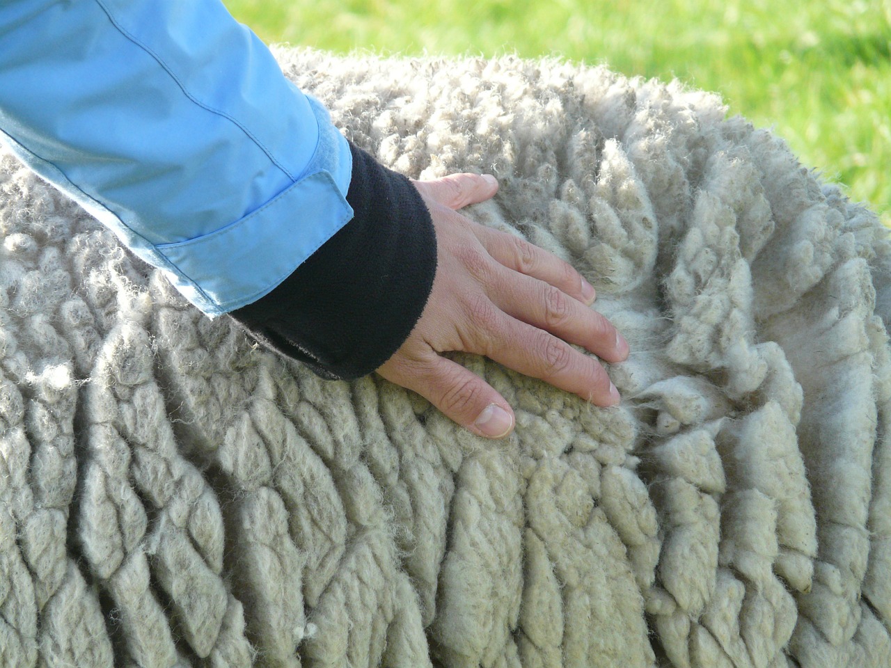 sheep's wool wool stroke free photo