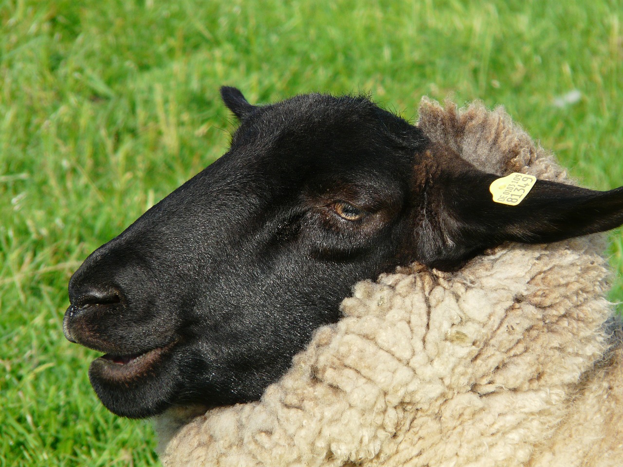 sheepshead face sheep free photo