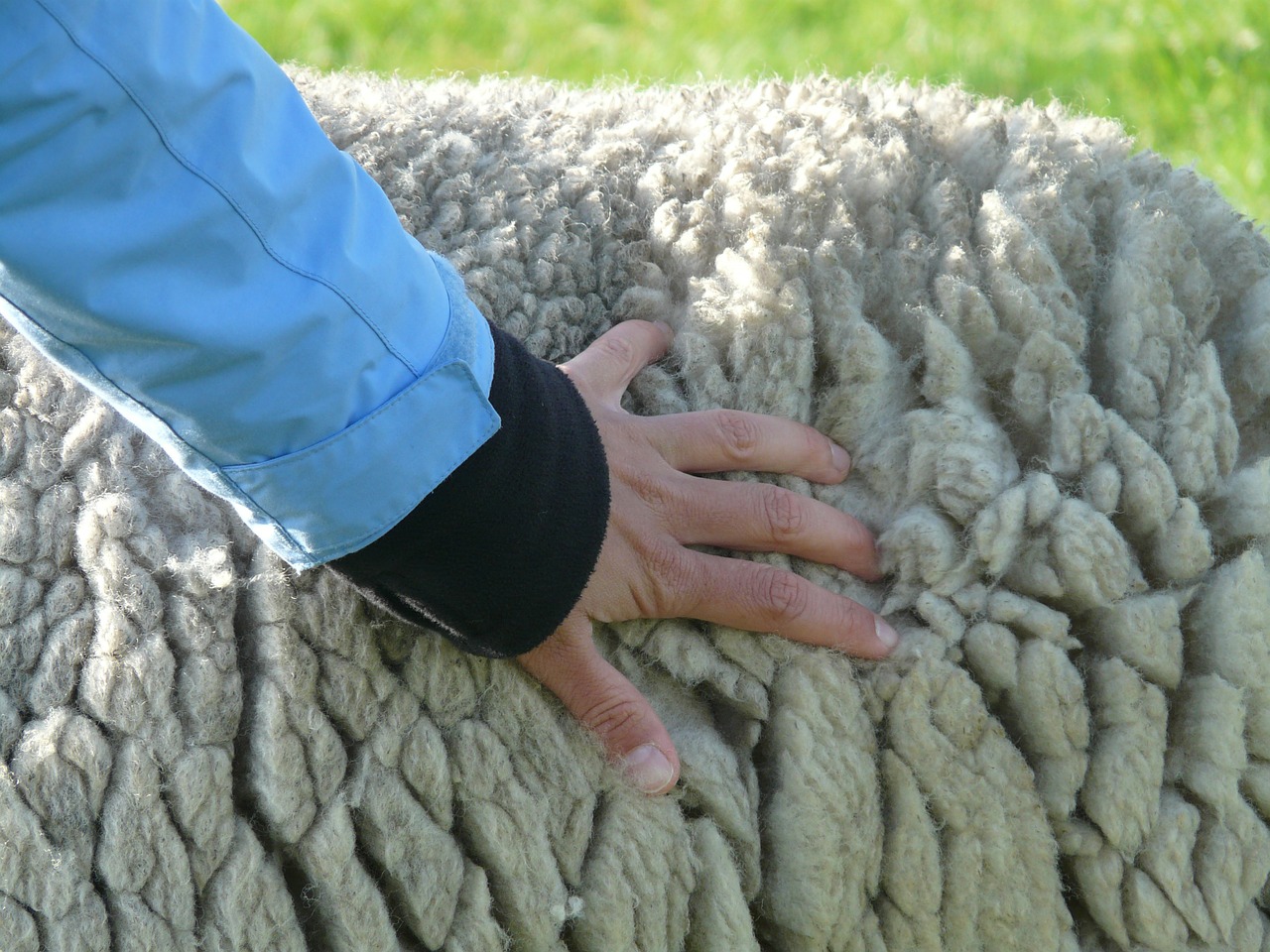 sheepskin fur sheep's wool free photo