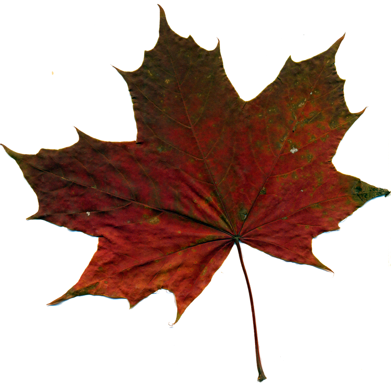sheet autumn leaf red leaves free photo