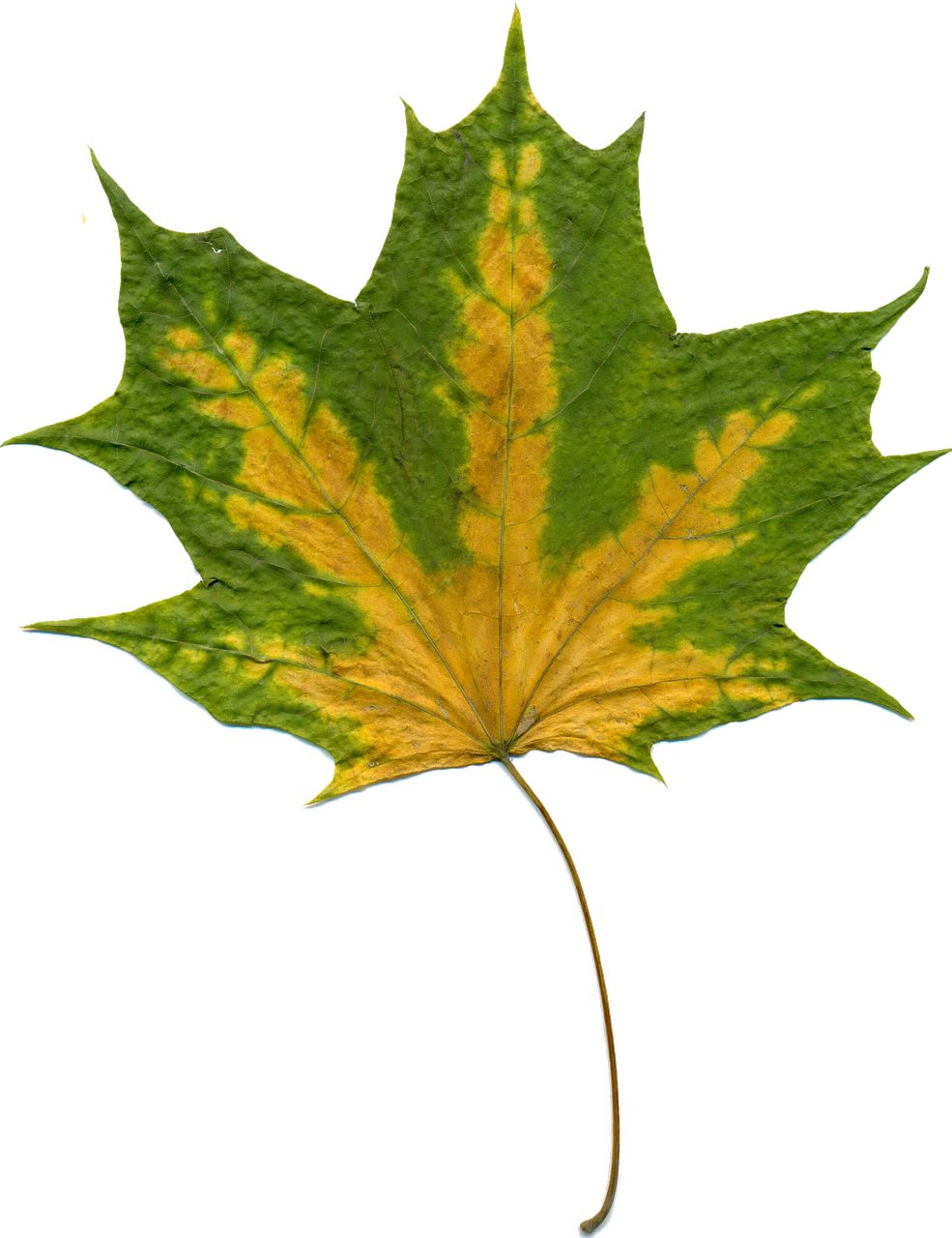 sheet autumn leaves maple free photo