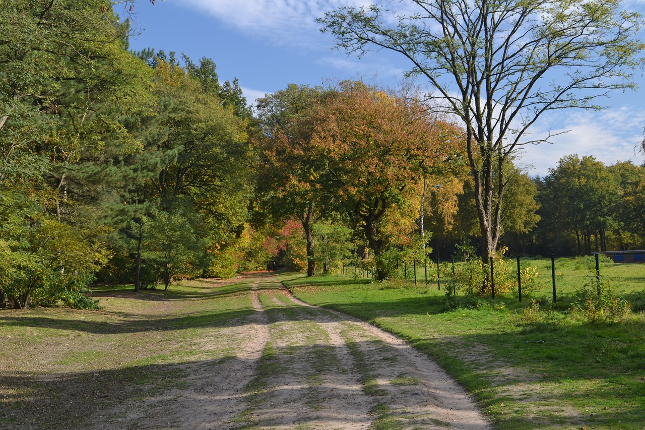 sheet autumn nature free photo