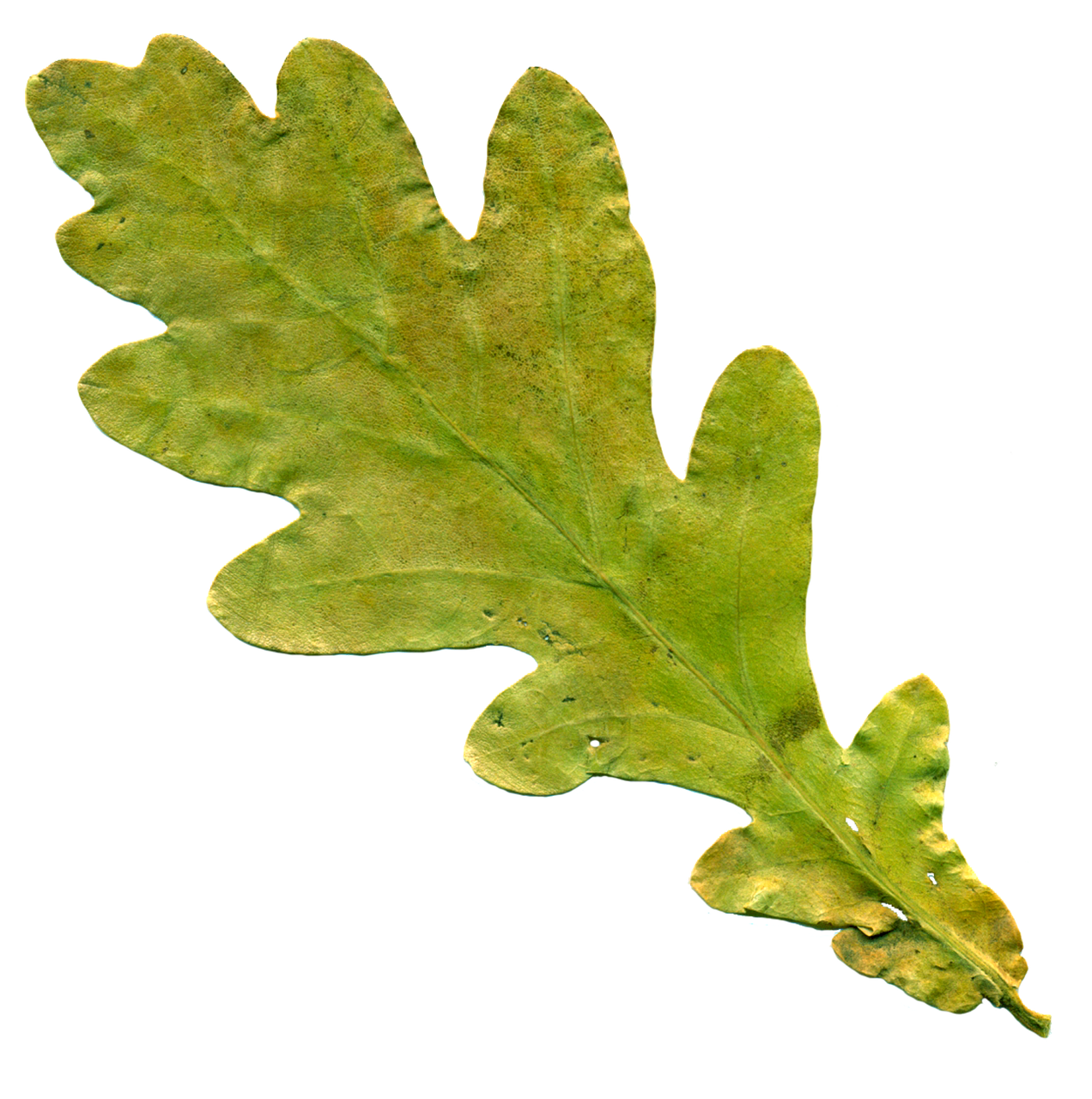 sheet oak leaf yellowed sheet free photo