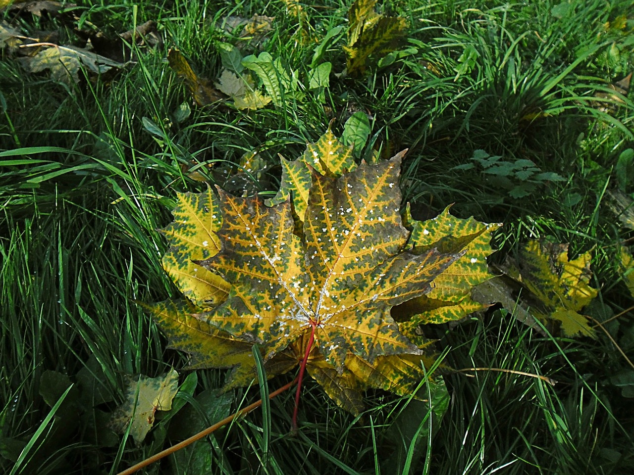 sheet leaves autumn free photo