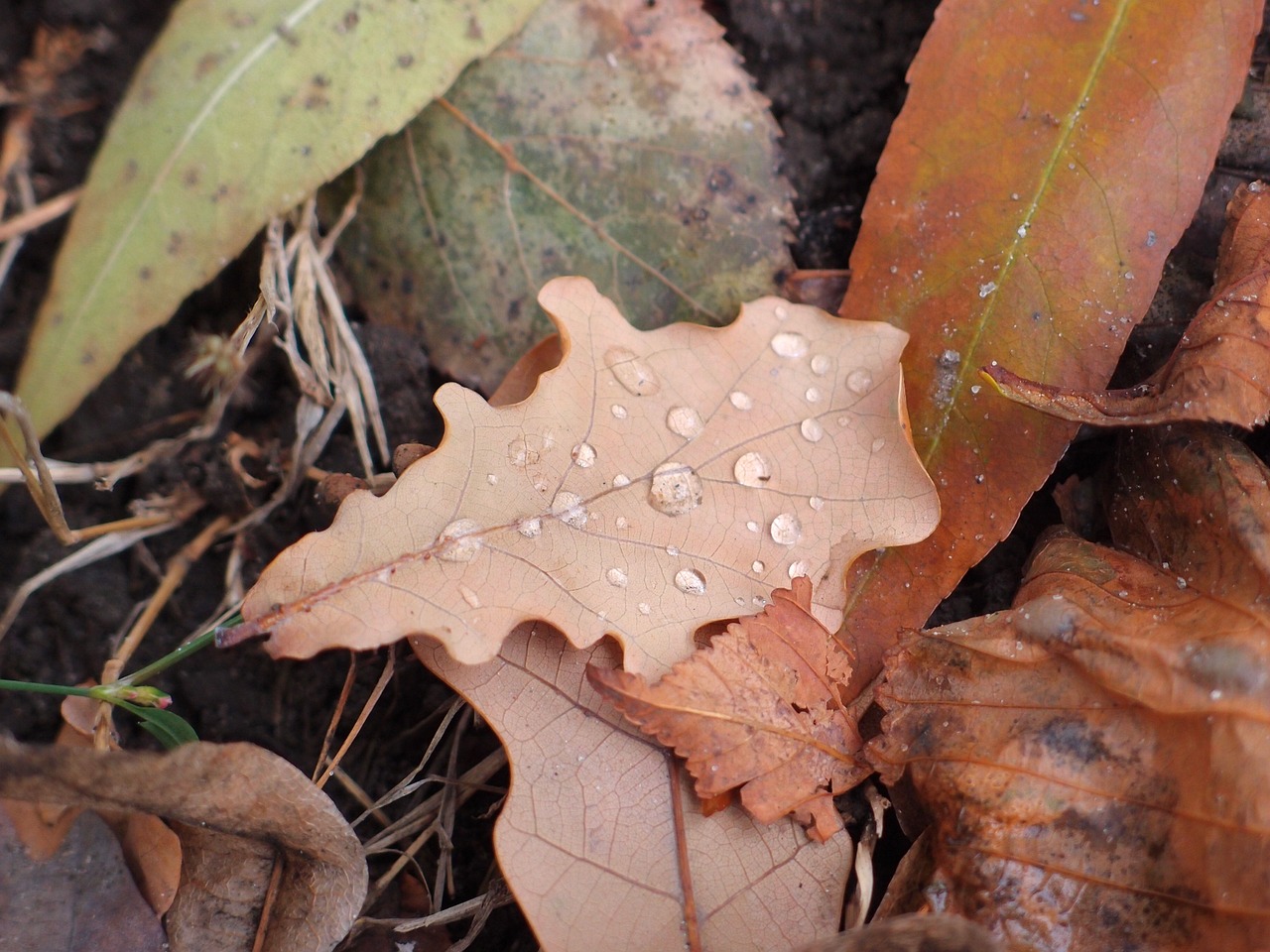 sheet oak autumn free photo