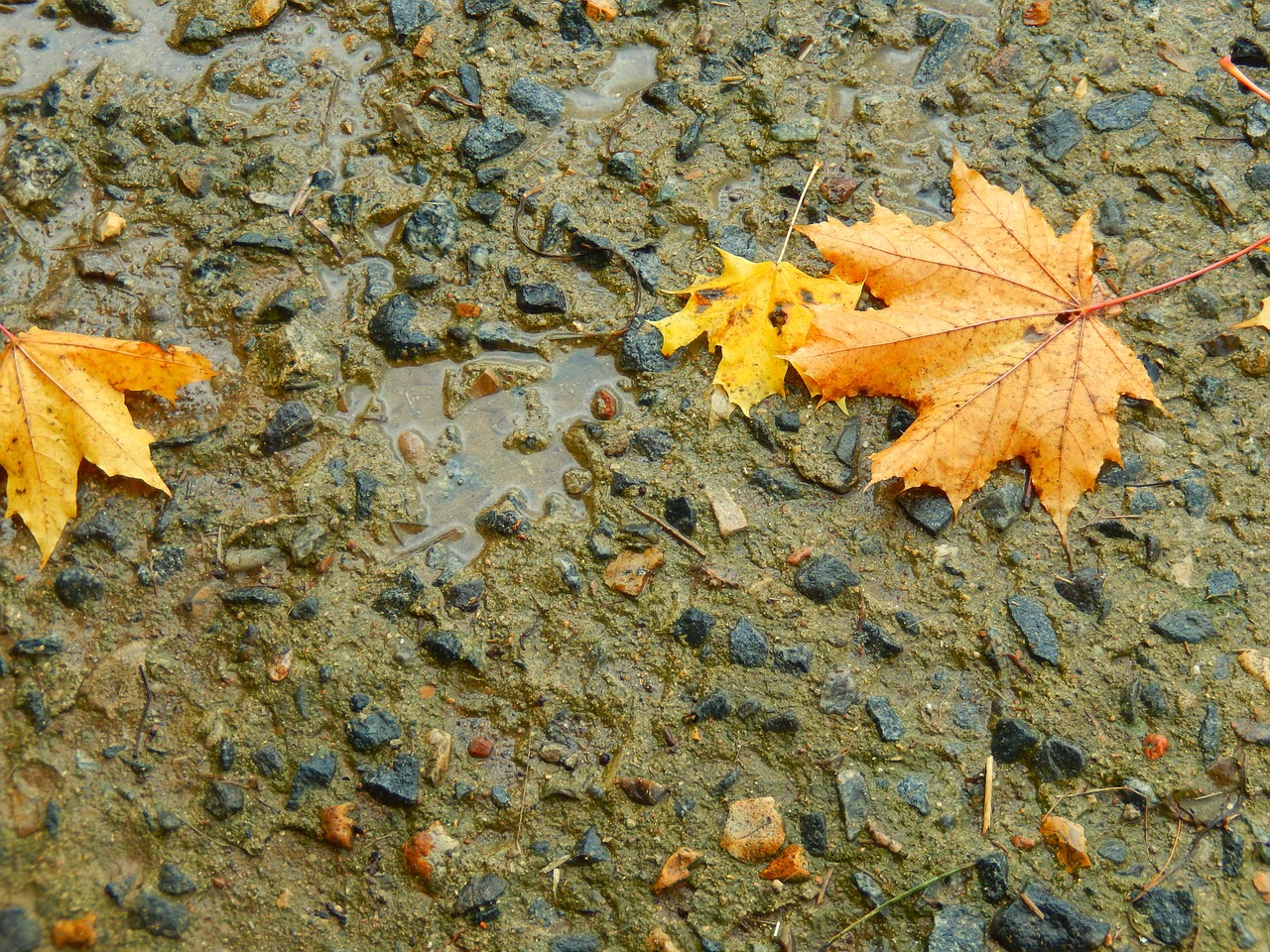 sheet rain autumn free photo