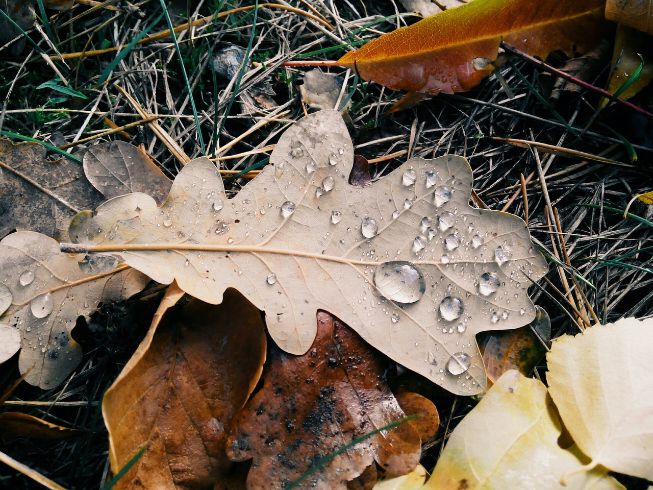 sheet autumn drops free photo