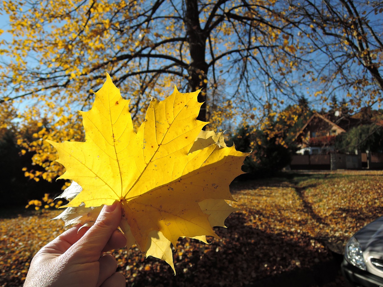 sheet maple autumn free photo