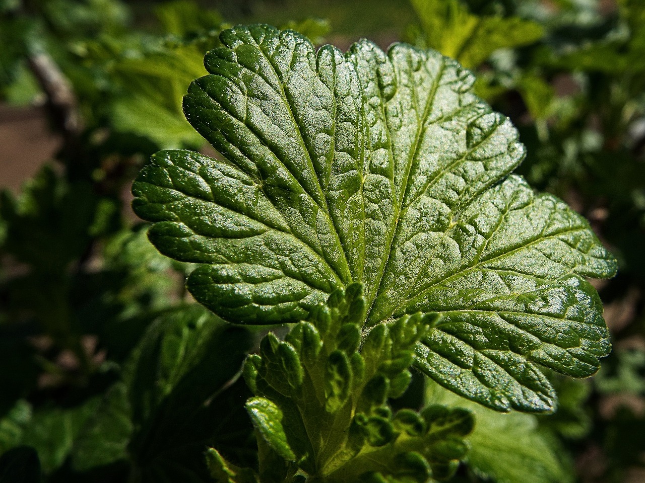 sheet gooseberry garden free photo