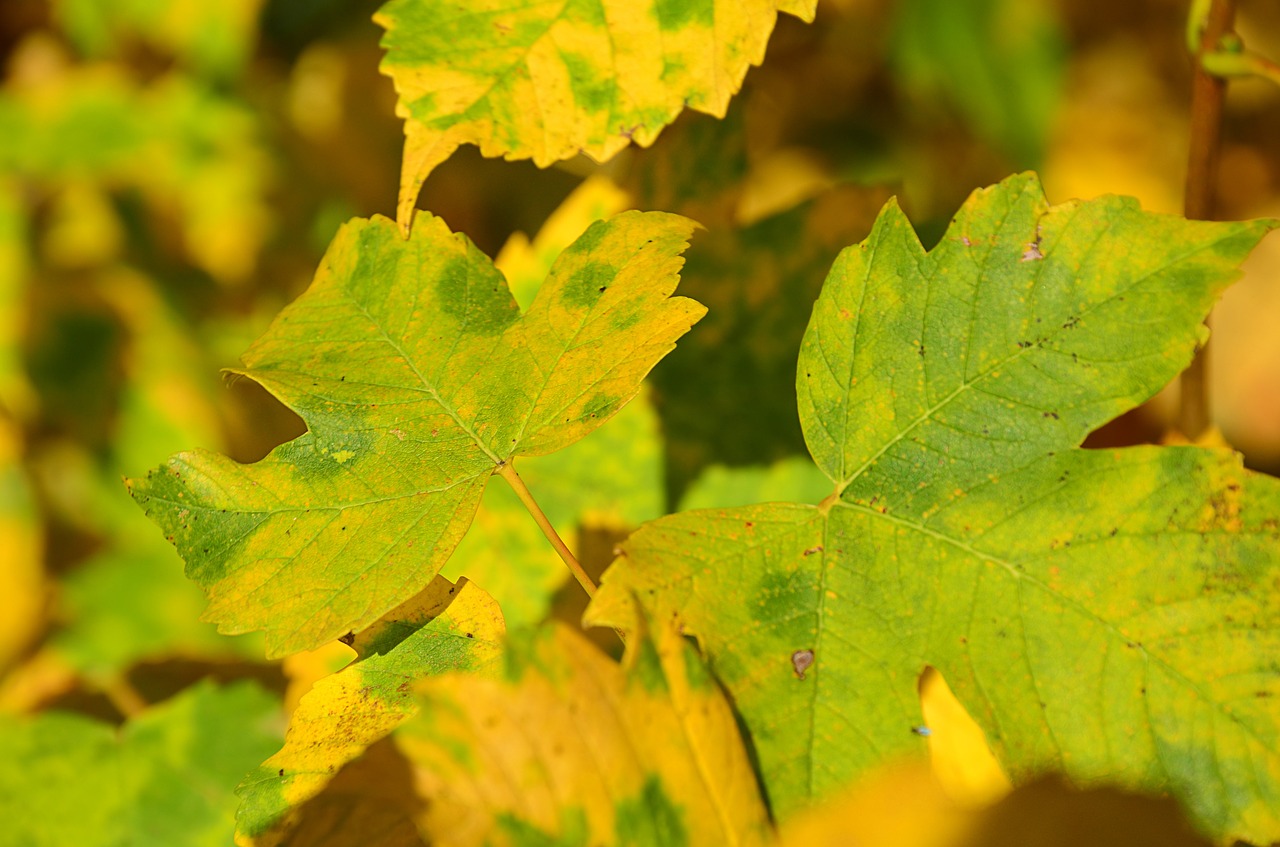 sheet tree maple free photo