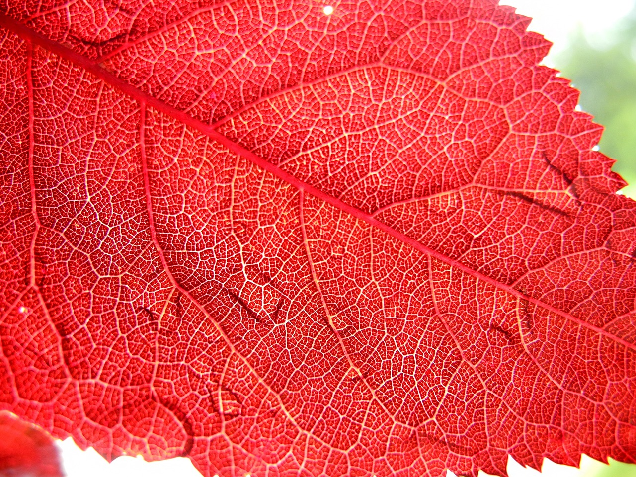 sheet red nature free photo