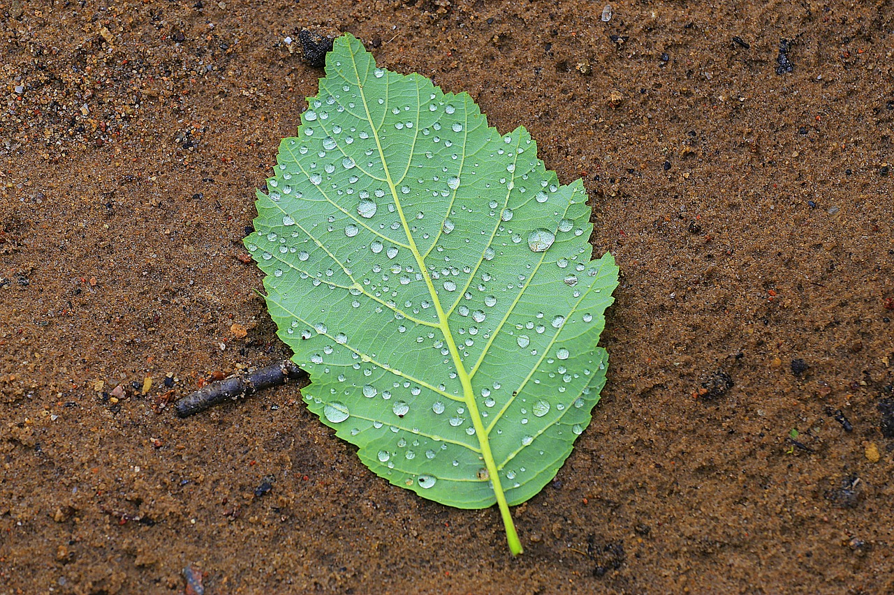 sheet macro nature free photo