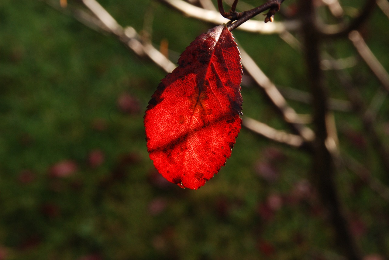 sheet autumn sun free photo