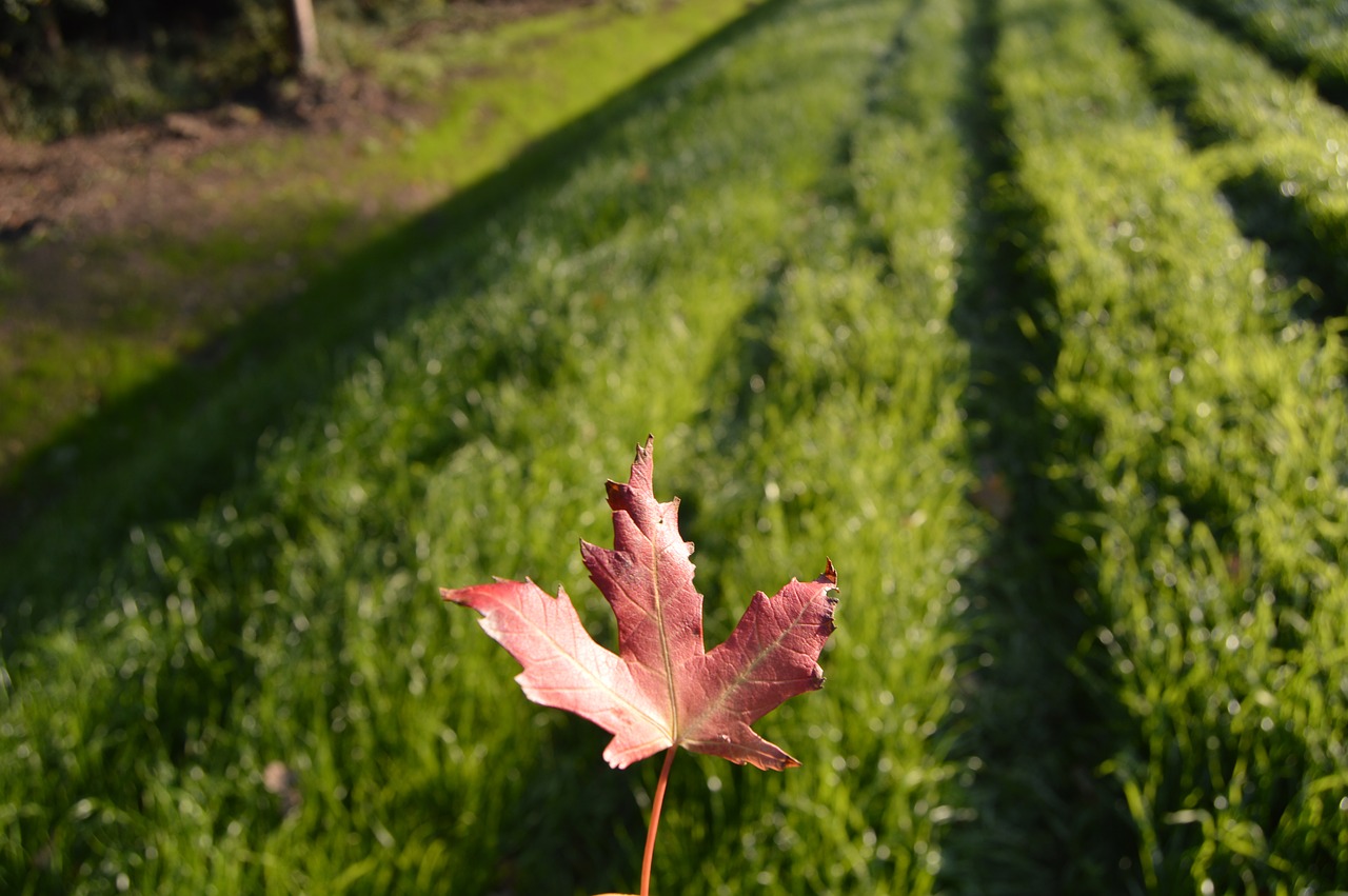 sheet red grass free photo