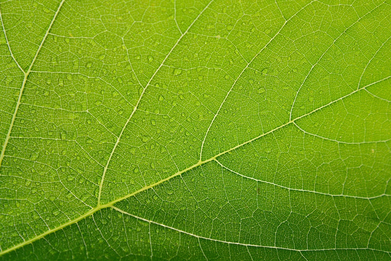 sheet green drops free photo