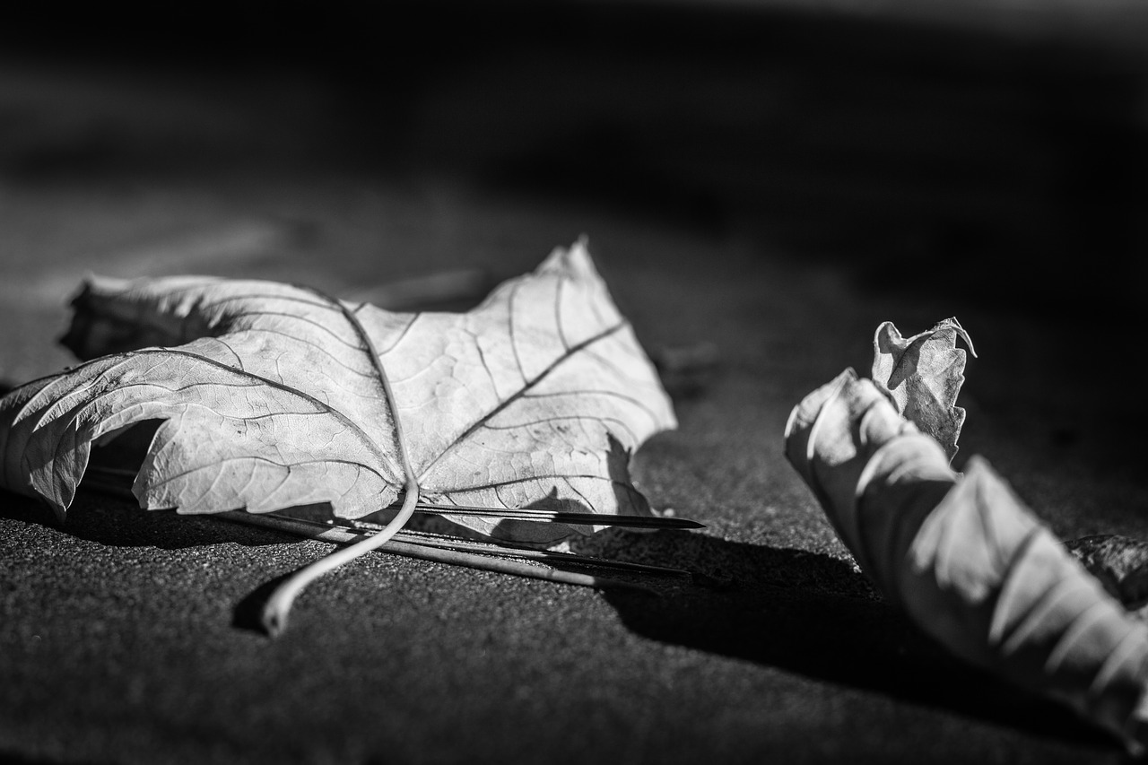 Foliage,ground,abstract,black and white,fallen leaves - free image ...