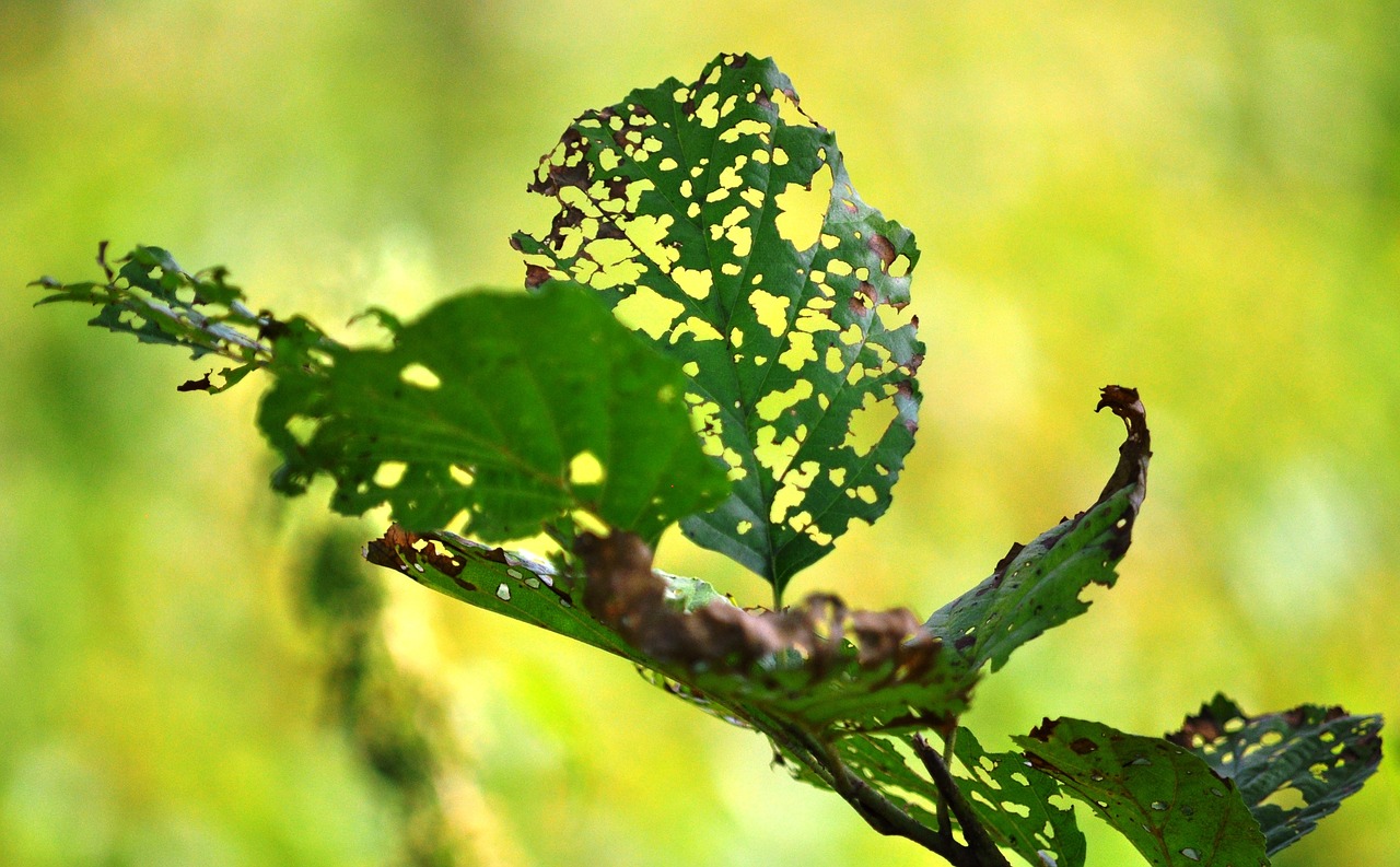 sheet green nature free photo