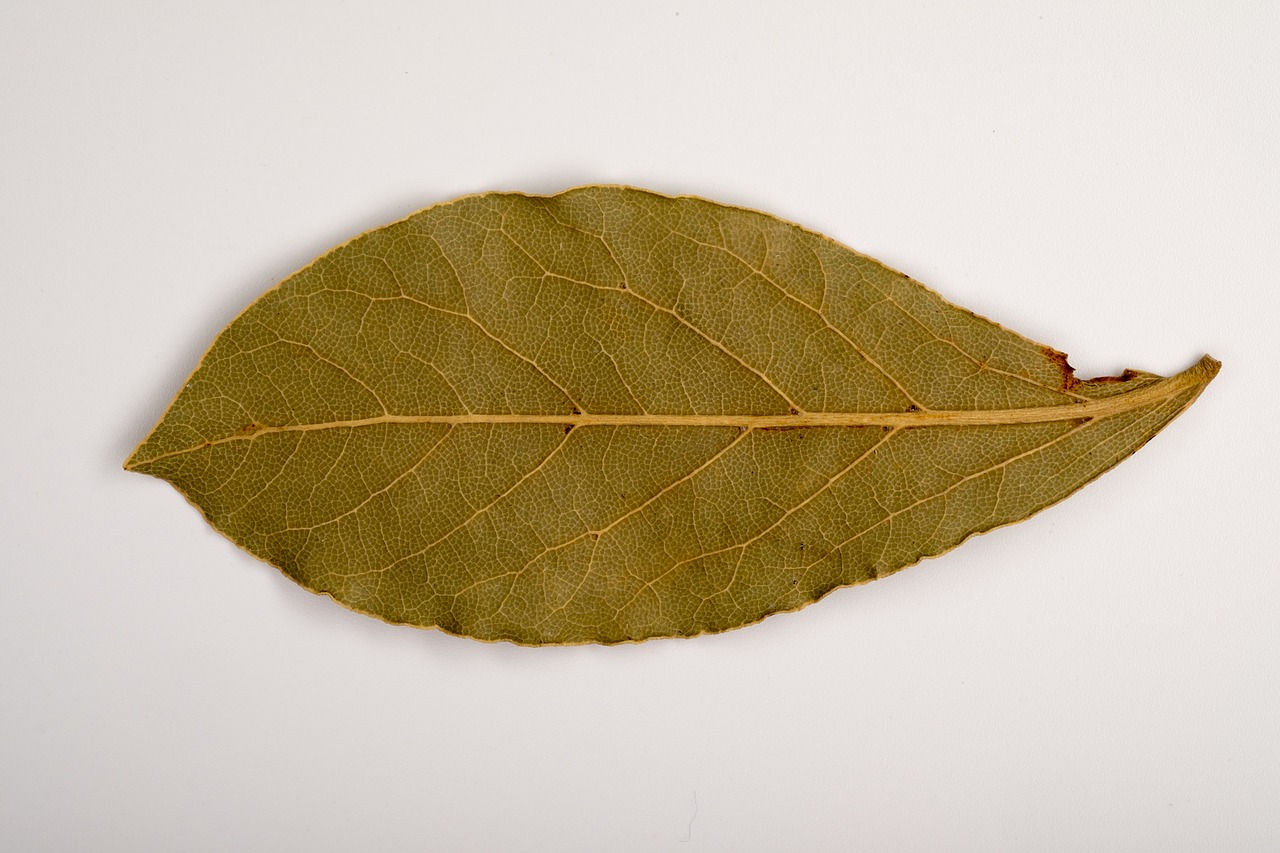 sheet old leaf dry leaves free photo