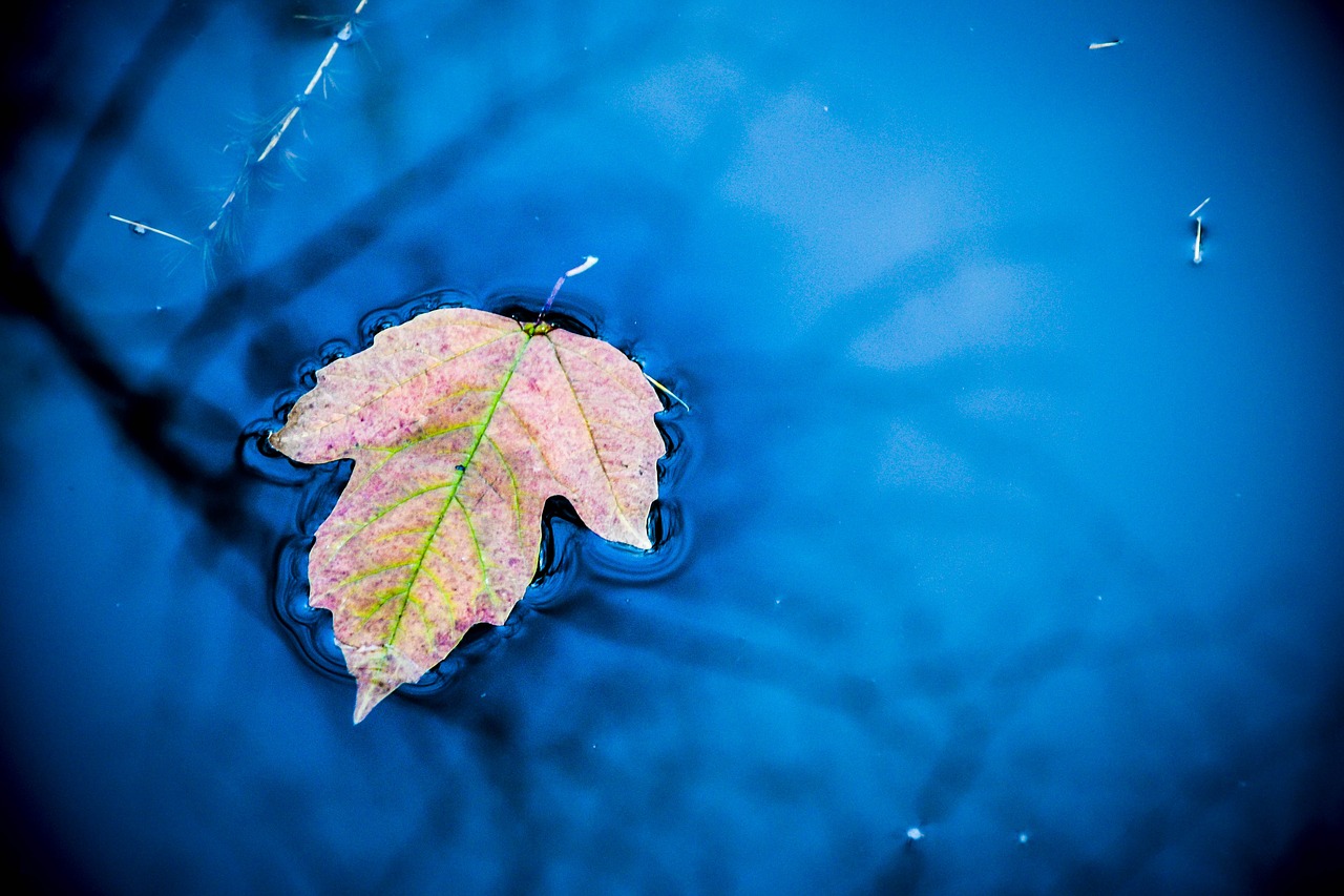 sheet water autumn free photo