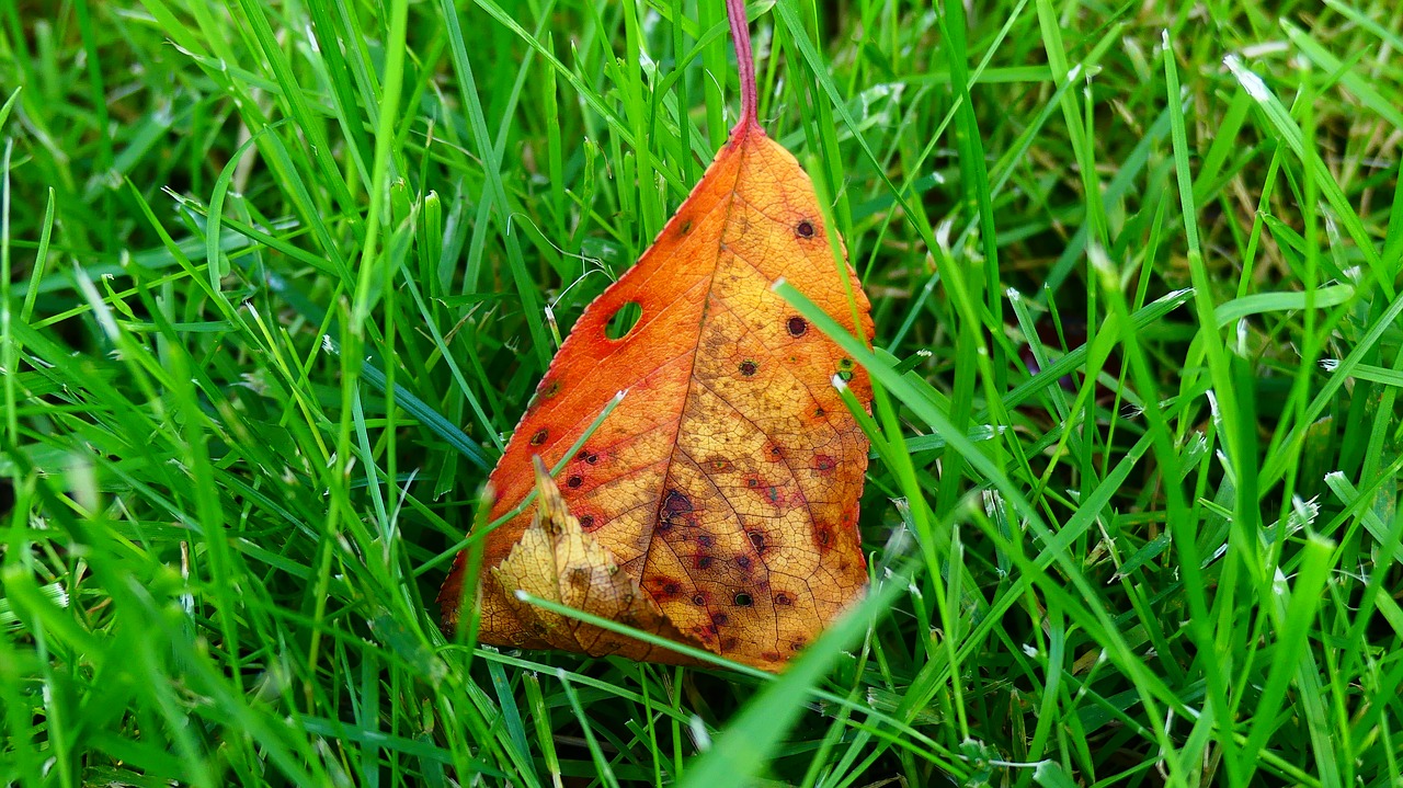 sheet green grass free photo